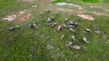 Herd of buffaloes grazing on a vibrant green field video