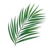 Vector tropical palm leaf isolated on white realistic green summer plant tree tropic branch vector