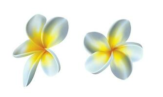 Vector white frangipani flower isolated on white background