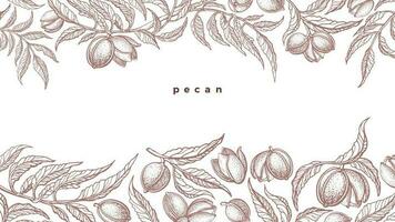 Pecan border. Vector branch, nuts. Vintage drawn