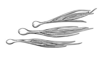 Onion set. Leek, scallion engraving. Vector sketch