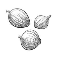 Whole onion bulb, engraved set. Vector isolate