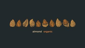 Almond nuts bio set. Vector texture shape isolated