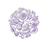 Violet figs in circle Vector engraving Fresh fruit