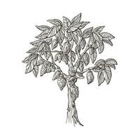 cacao árbol, semilla, fruta. mano dibujado bosquejo. vector