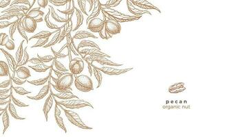 Pecan tree, texture nuts. Vector graphic template