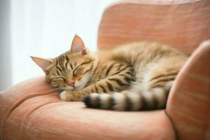 Cute cat sleeping or resting on the sofa at home. Lazy cat sleeping on the sofa. Cat day concept by AI Generated photo