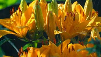 Orange lily flowers under rain close up video