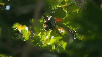 Three Lyle's flying fox Pteropus lylei hangs on a tree branch, slow motion video