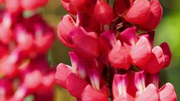 hommel verzamelt nectar en stuifmeel van de bloemen van rode lupine. video