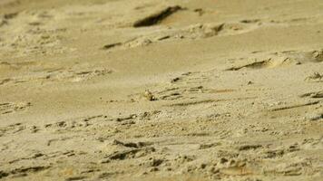 un crabe fantôme creusant du sable pour faire un trou sur la plage video