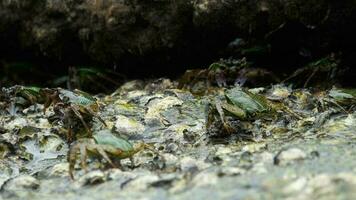 Crab on the rock at the beach, rolling waves, close up video