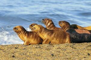 un mar león en un algas marinas foto