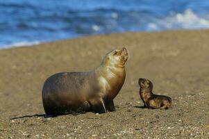 a group of sea lions photo