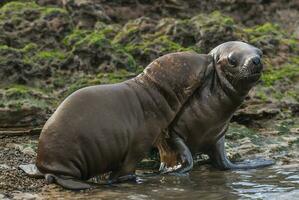 a group of sea lions photo