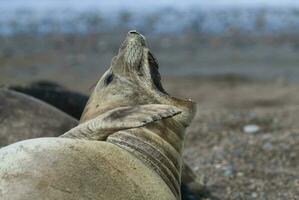 a seal laying on the ground with its mouth open photo