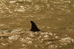 un grande ballena en el agua con un cola aleta foto