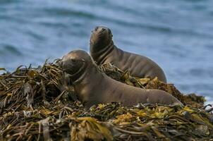 un mar león en un algas marinas foto