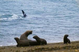 un grupo de mar leones foto