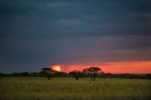 a tree stands in the middle of a field at sunset photo