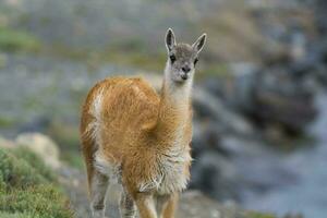 a llama walking along a rocky hillside photo