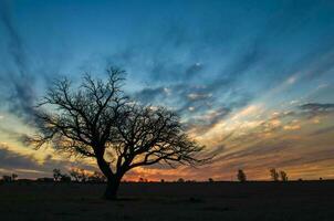 a tree in a field at sunset photo