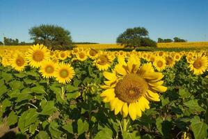 a field of sunflowers with power lines in the background photo