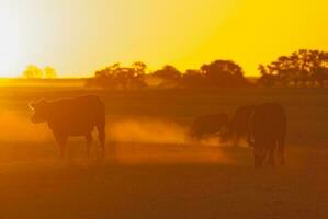 un manada de vacas pasto en un campo a puesta de sol foto