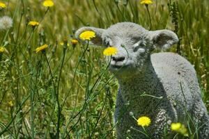 a lamb is standing in a field of yellow flowers photo