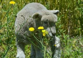a lamb is standing in a field of yellow flowers photo