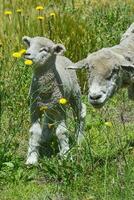 a sheep and a lamb are standing in a field photo