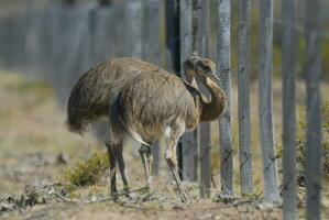two birds standing next to a fence in the desert photo