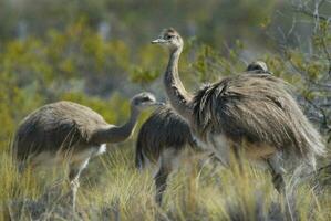 a group of birds standing in a field photo