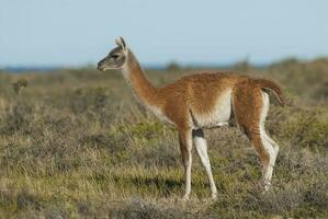 llamas standing in the grass near the ocean photo