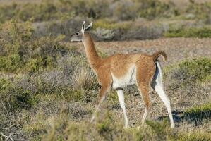 llamas en pie en el césped cerca el Oceano foto