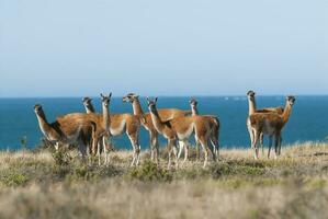 dos llamas en pie en el césped cerca el Oceano foto