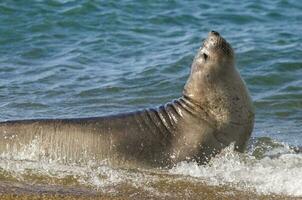 a seal on the beach photo