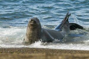 a seal on the beach photo