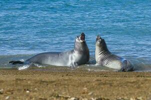 dos focas jugando en el agua foto