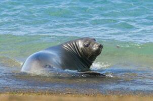 a seal on the beach photo