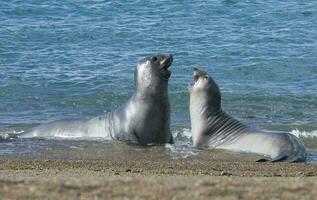 two seals playing in the water photo