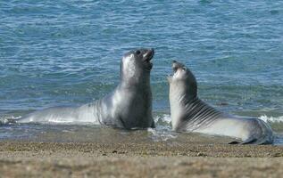 dos focas jugando en el agua foto