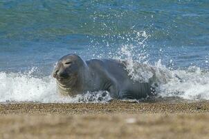 a seal is splashing in the ocean photo