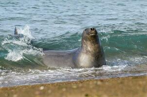 a seal is swimming in the ocean photo