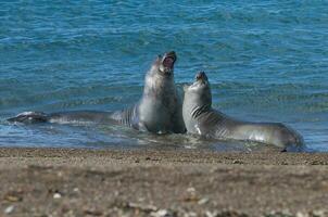 two seals playing in the water photo