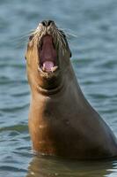 a seal with its mouth open in the water photo