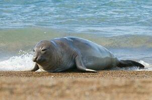 a seal on the beach photo