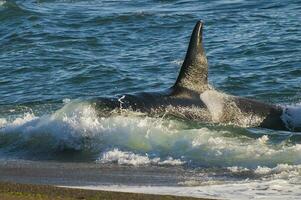 a large black and white whale in the ocean photo