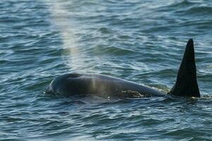 a large black and white whale in the ocean photo