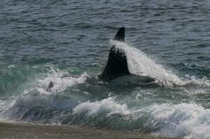 un tiburón es nadando en el Oceano foto